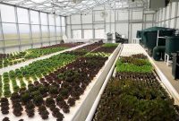 A Guide To Planning A Commercial Aquaponics Greenhouse within Aquaponics Business Plan Templates