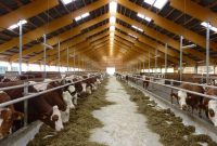 Cattle Farm Business Plan | Upmetrics within Livestock Business Plan Template