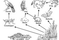 Food Chain Coloring Sheets Food Web Coloring Pages Food with regard to Blank Food Web Template