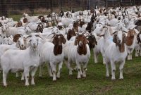 Goat Farming Business Plan [2019 Updated] | Ogscapital with Livestock Business Plan Template