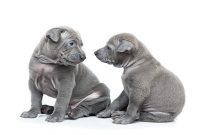 How To Start A Dog Breeding Business regarding Dog Breeding Business Plan Template