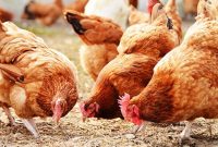 Poultry Farm Business Plan Sample | Ogscapital intended for Free Poultry Business Plan Template