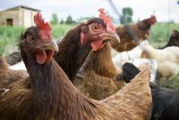 Poultry Farming: 9 Tips On Making Your Business Plan – Hobby for Free Poultry Business Plan Template