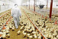Poultry Farming Business Plan | Upmetrics for Free Poultry Business Plan Template